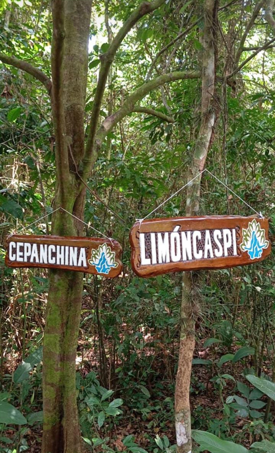 Ruta Botánica Avatar: Descubriendo la Riqueza Arbórea de la Amazonía