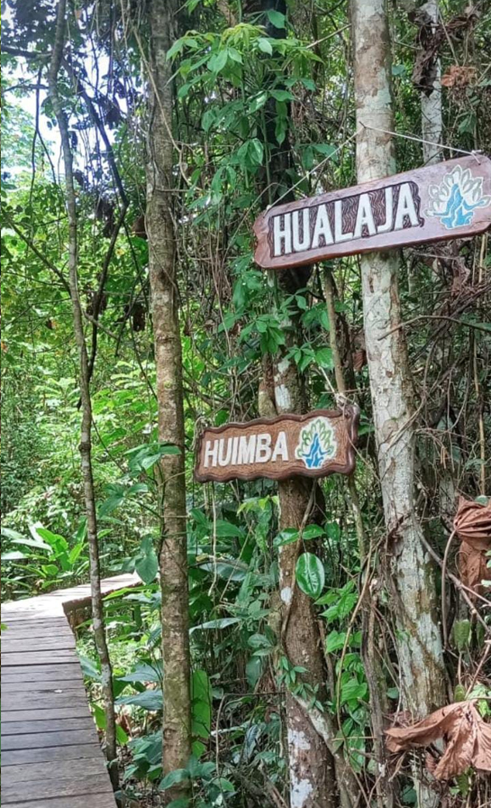 Ruta Botánica Avatar: Descubriendo la Riqueza Arbórea de la Amazonía