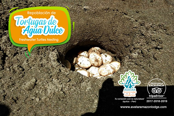 Taricayas en Acción: Salvando una Especie en Peligro